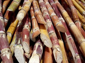 800px-Cut_sugarcane