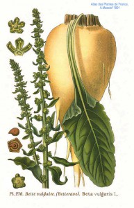 276_Beta_vulgaris_L
